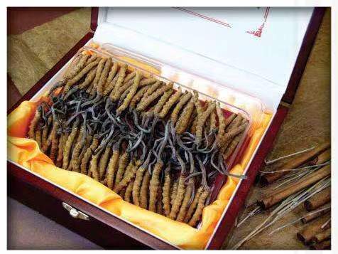 博湖冬虫夏草回收